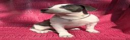 American Bully dogs for sale: MEG THA STALLION - Ad 5