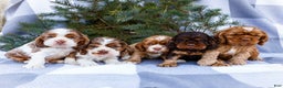 Cocker Spaniel dogs for sale: Tony - Ad 13