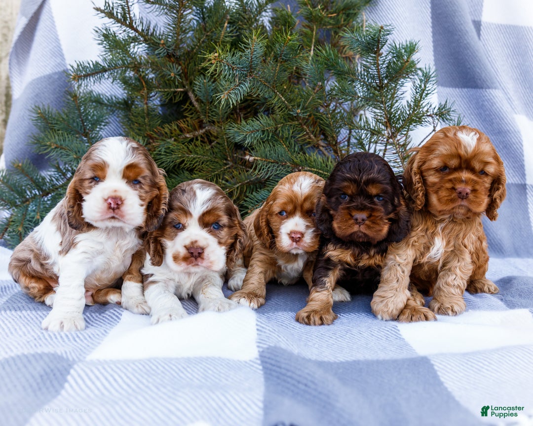 Cocker Spaniel dogs for sale: Tony - Ad 13