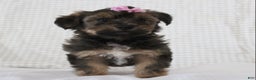 Yorkiepoo dogs for sale: Angel - Ad 3