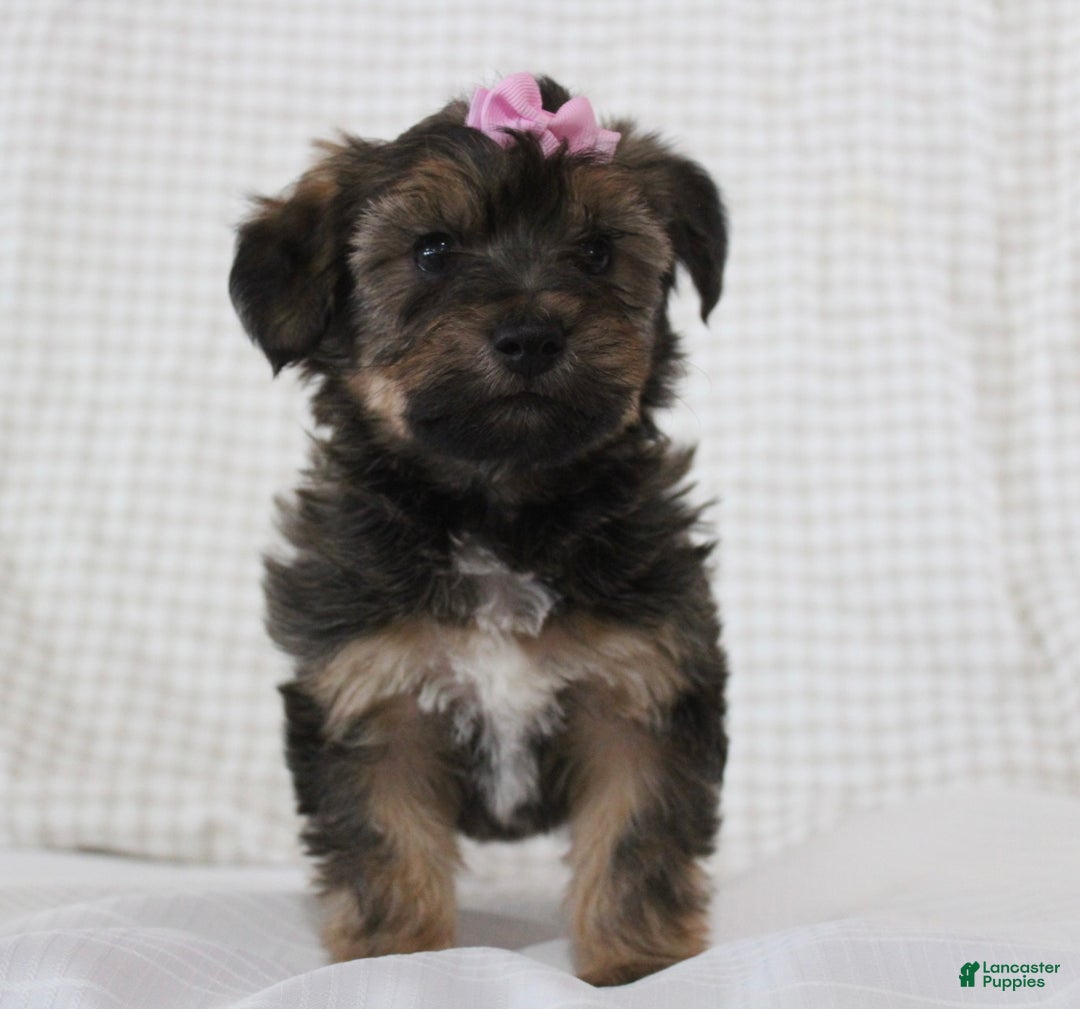 Yorkiepoo dogs for sale: Angel - Ad 3