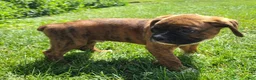 Boxer dogs for sale: Hunk - Ad 4