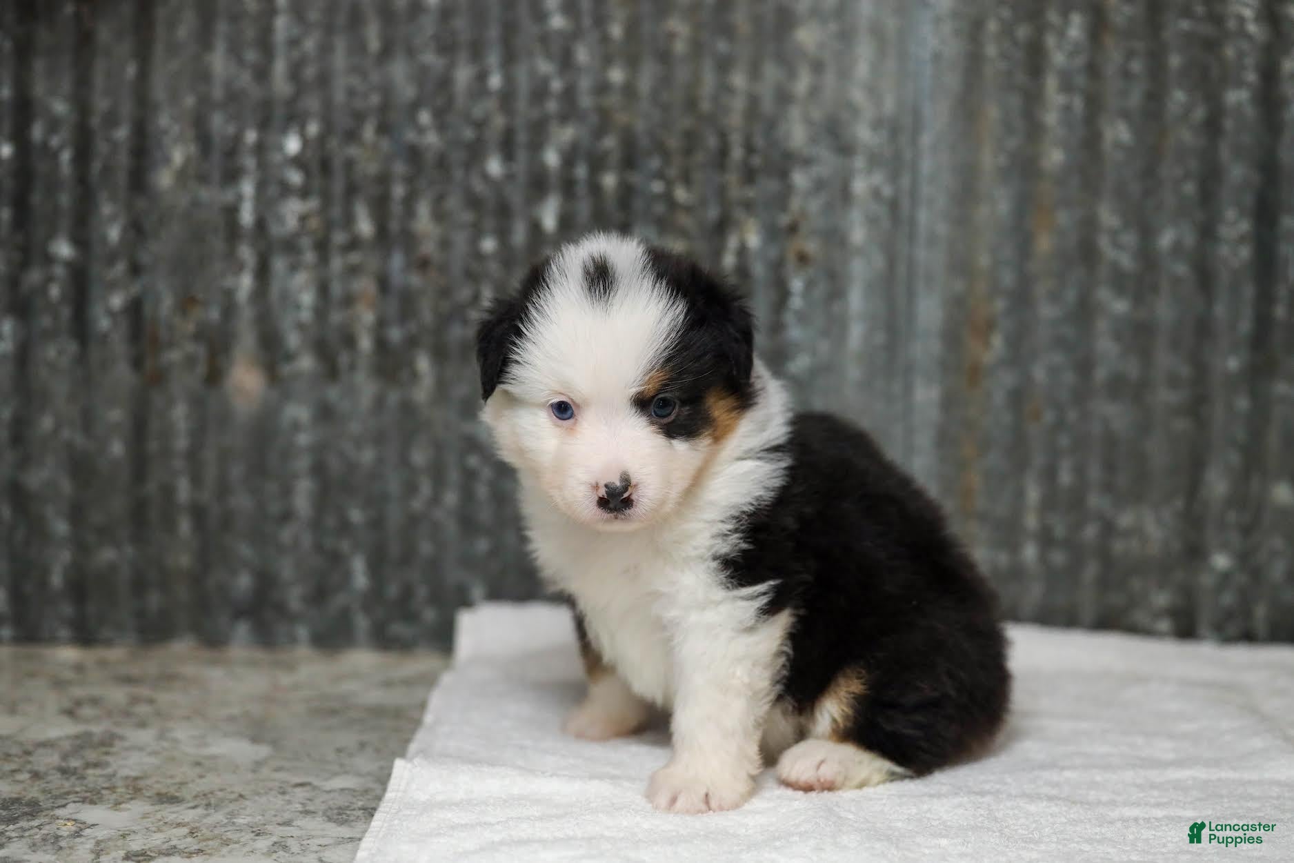 Miniature Australian Shepherd dogs Larana Miniature Australian Shepherd Puppy  - Ad 1