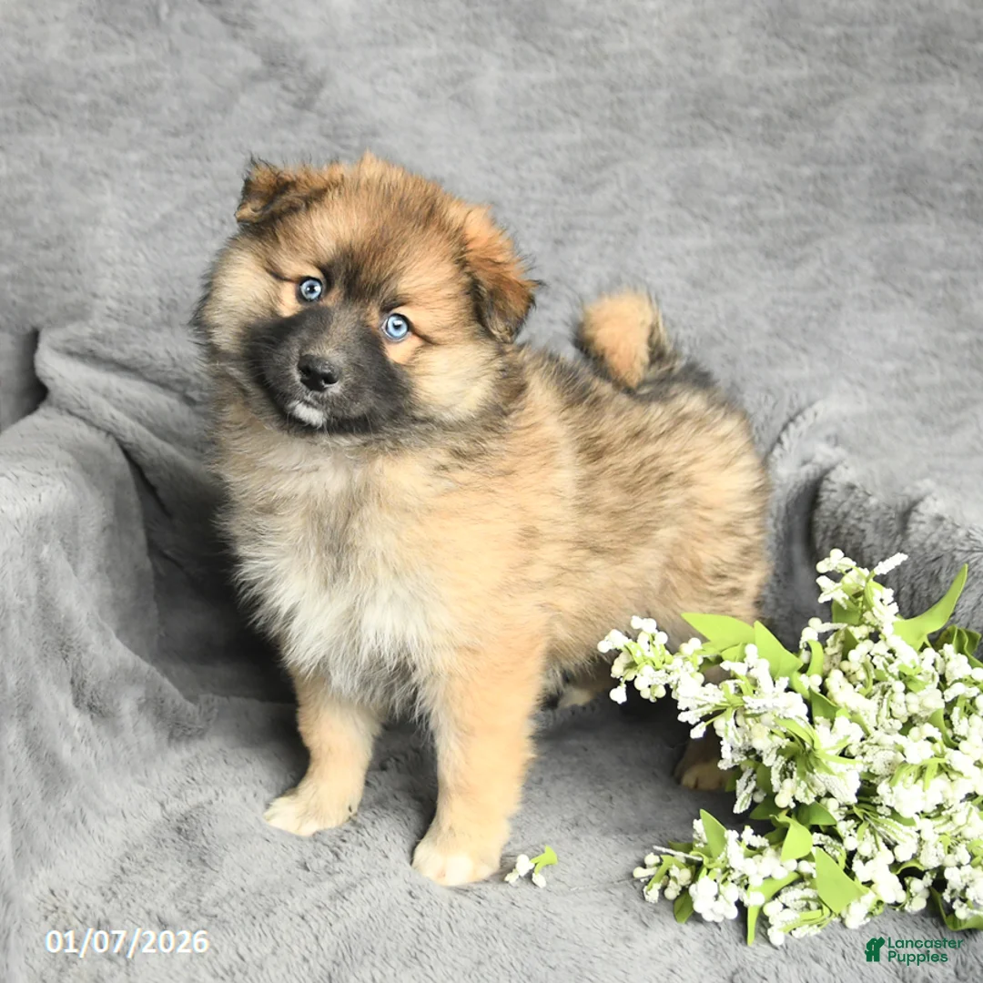 Pomsky dogs for sale: Fletcher - Ad 7