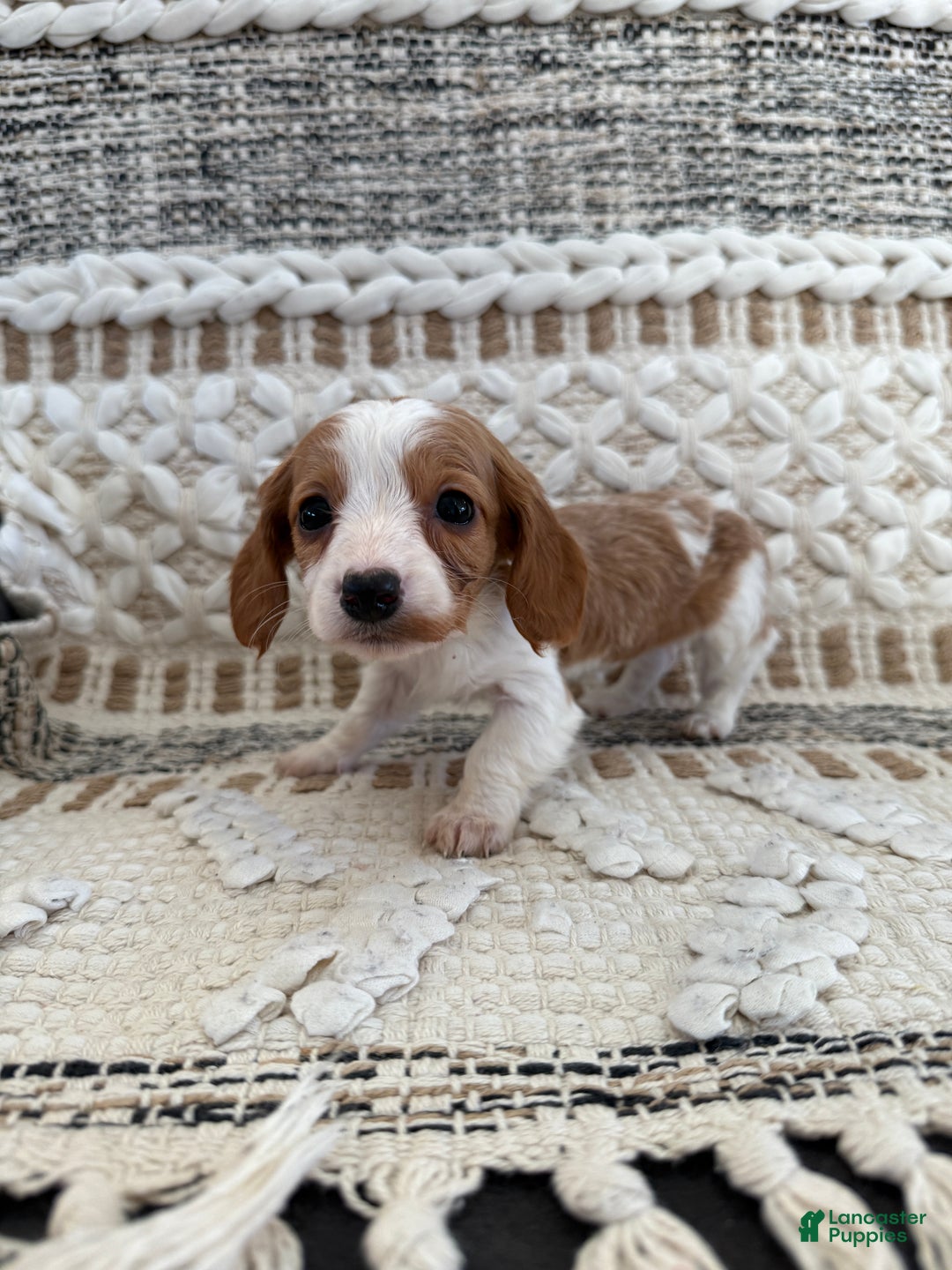 Miniature Dachshund dogs for sale: Lucy - Ad 8
