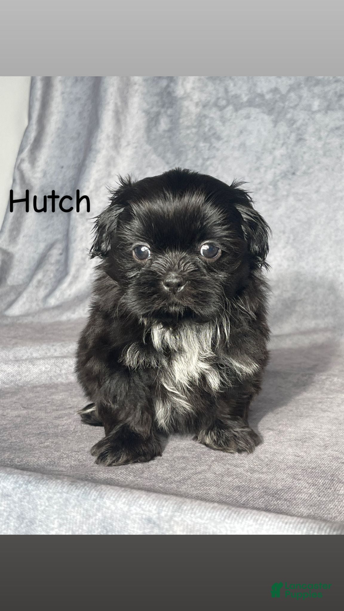 Shih Tzu dogs for sale: Hutch - Ad 1