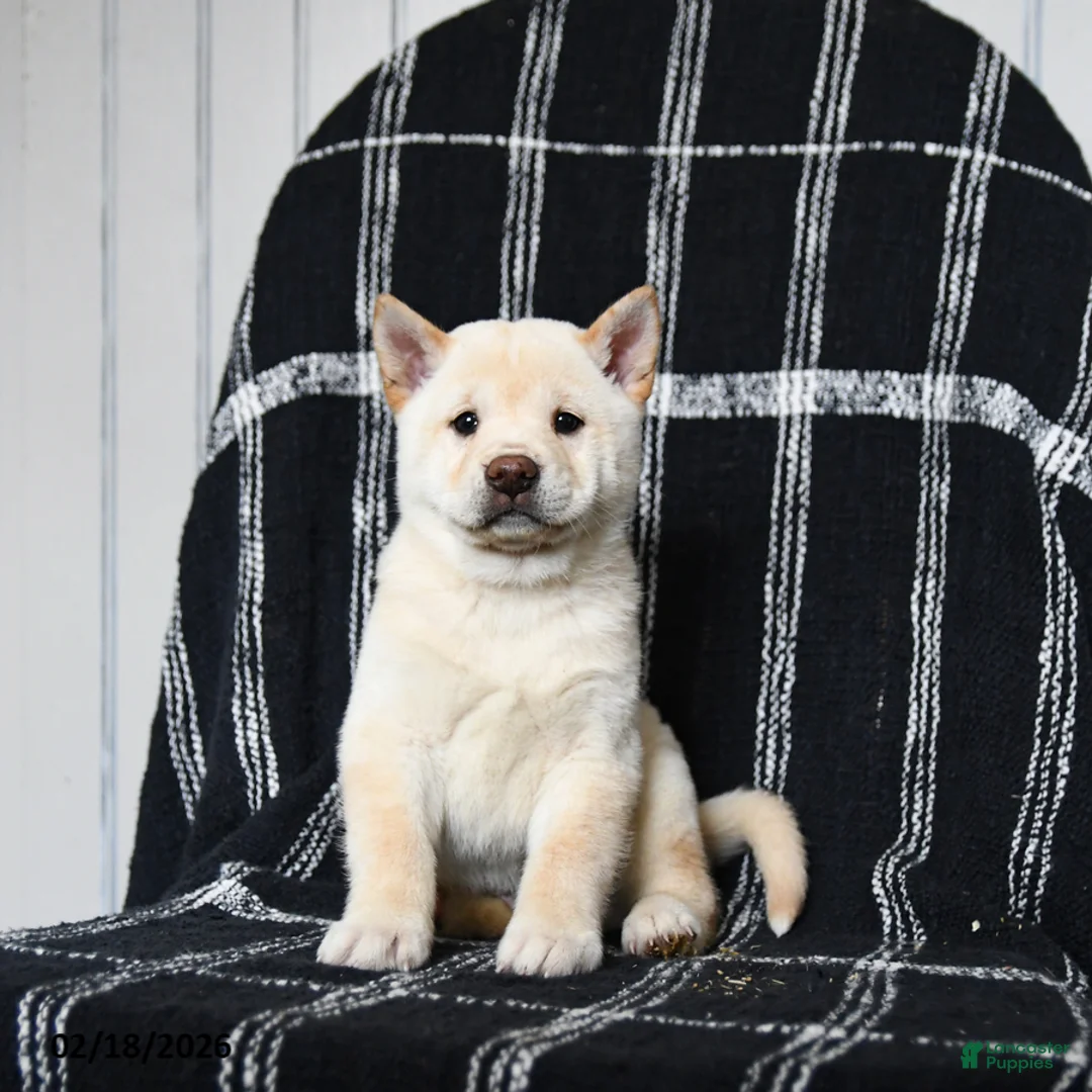 Shiba Inu dogs for sale: Swiss - Ad 9