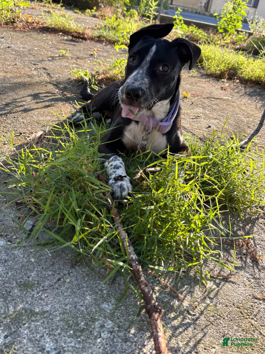 Mixed Breed dogs for sale: Mixed Breed 1 - Ad 2