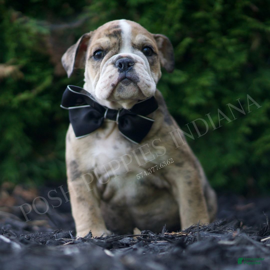 Beagle Mix Bichon Frise English Bulldog Mix British Bulldog Cross Freelance  Bulldog Breeder French Bulldog Mix, image size:1080x1080