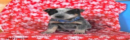 Australian Cattle Dog dogs for sale: Jingle  - Ad 3