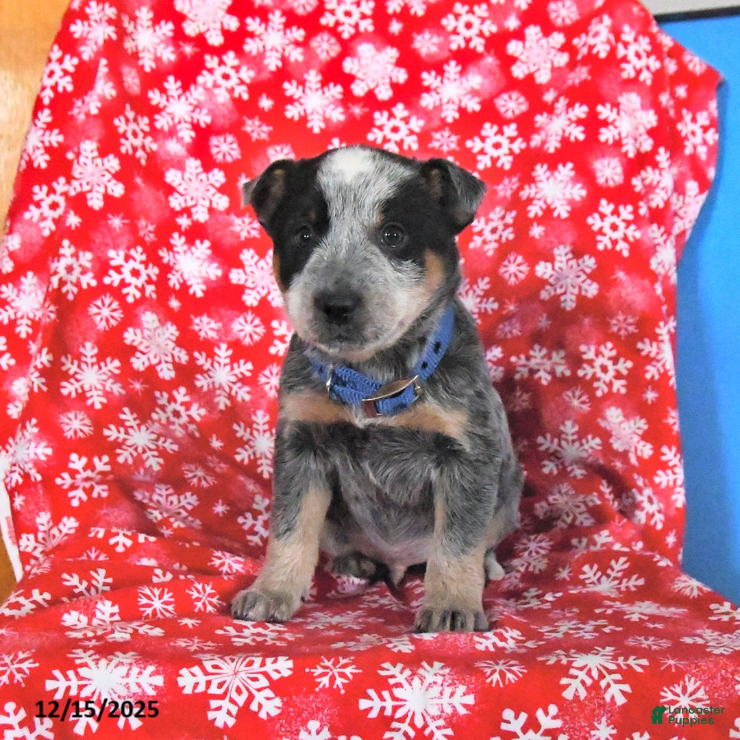 Australian Cattle Dog dogs for sale: Jingle  - Ad 3