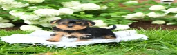 Yorkshire Terrier dogs for sale: Donald - Ad 3