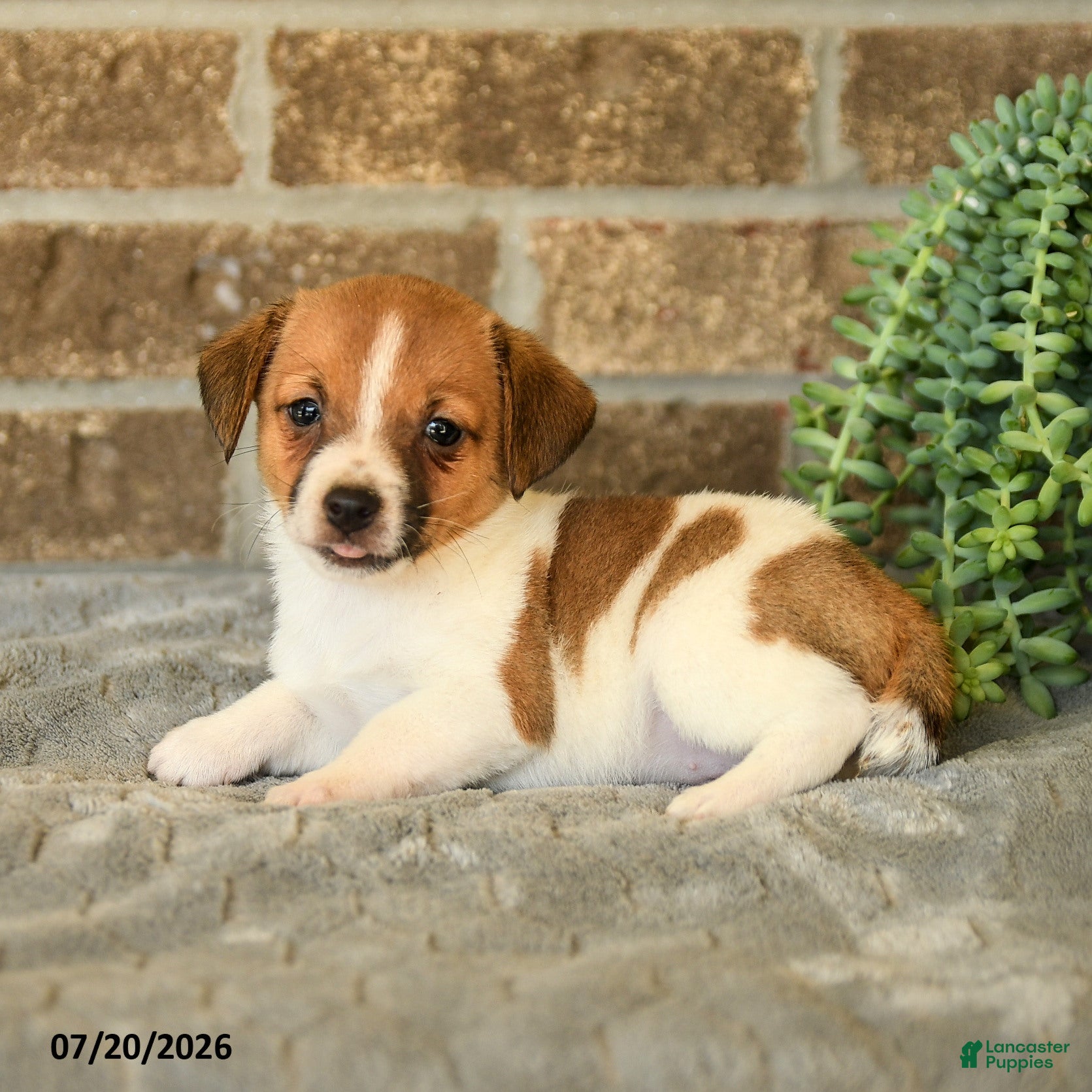 Jack Russell Terrier dogs Giselle - Ad 2