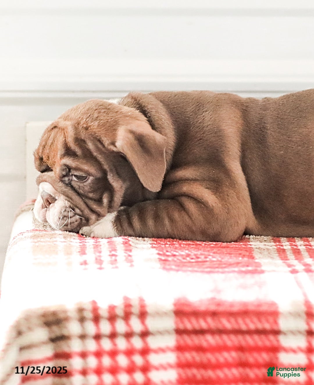 English Bulldog dogs for sale: Rhoda - Ad 4