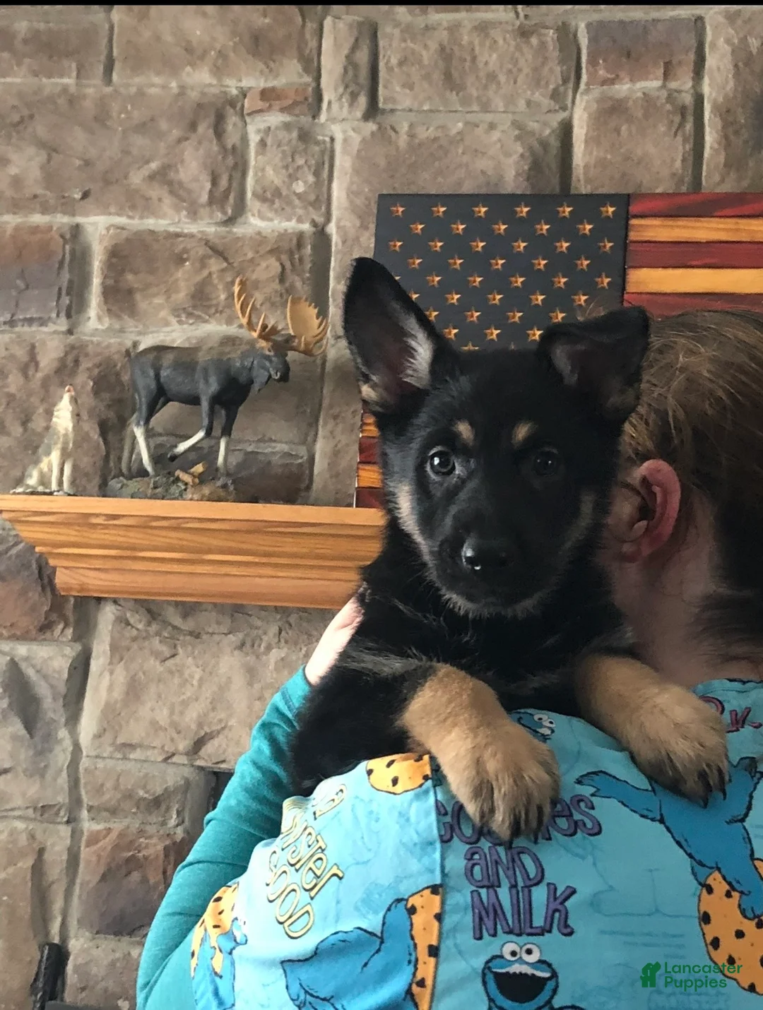 German Shepherd dogs for sale: German Shepherd 1 - Ad 2