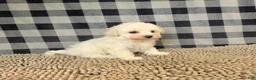 Bichon Frise dogs for sale: Bruce - Ad 3