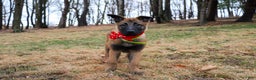 Belgian Malinois dogs for sale: Aria - Ad 7