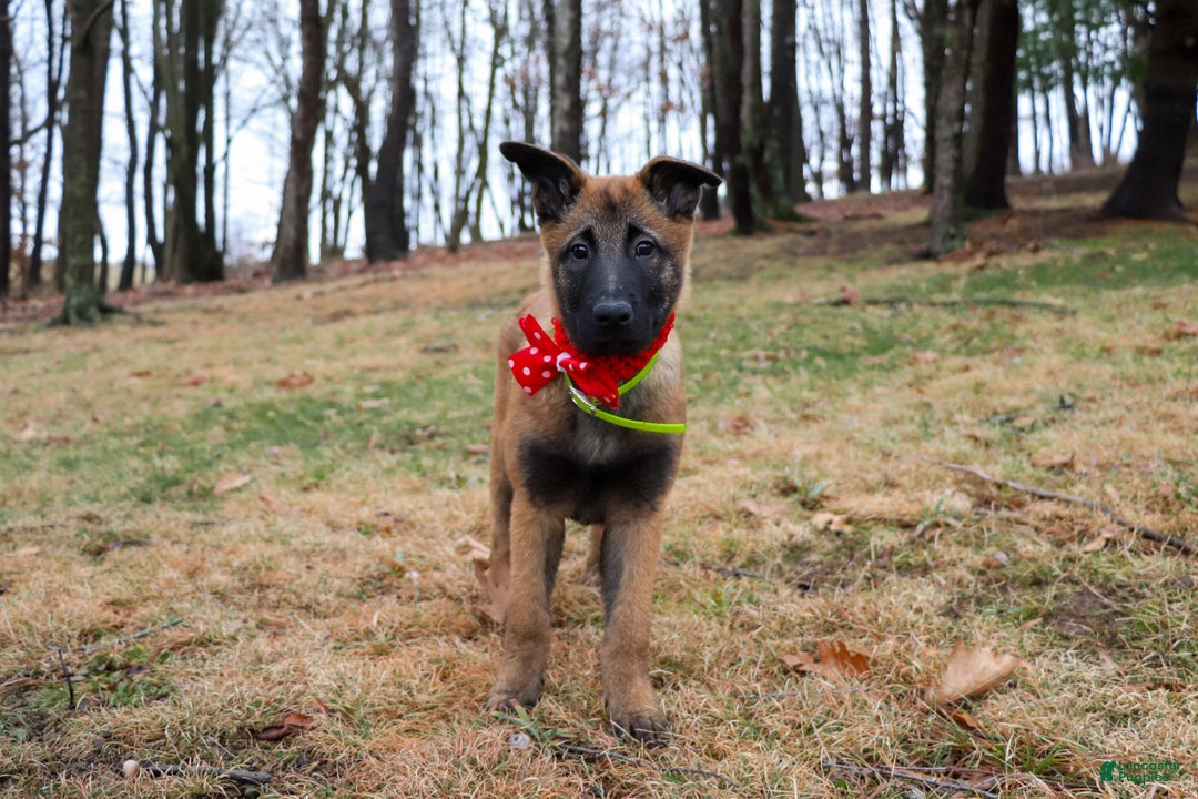 Belgian Malinois dogs for sale: Aria - Ad 7