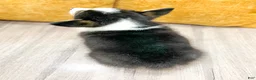 Welsh Corgi Pembroke dogs for sale: Mason - Ad 6