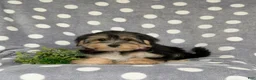 Morkie dogs for sale: Rafe 6 lbs Full Grown - Ad 5