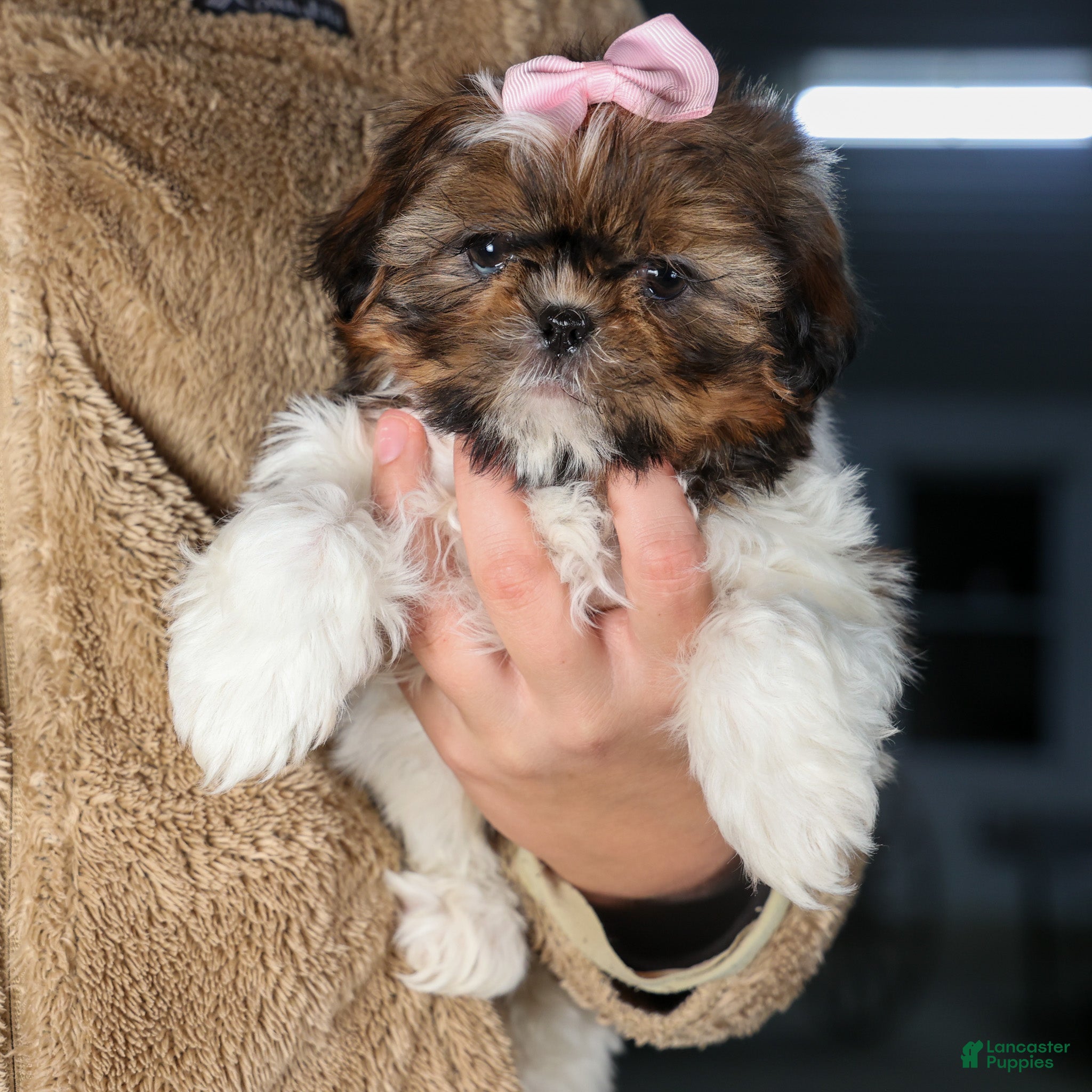 Shih Tzu dogs OAKLEY - Ad 19