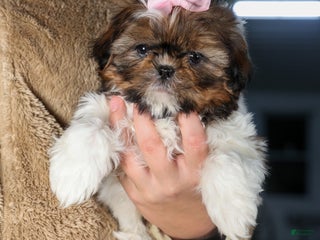 Shih Tzu dogs OAKLEY - Ad 2
