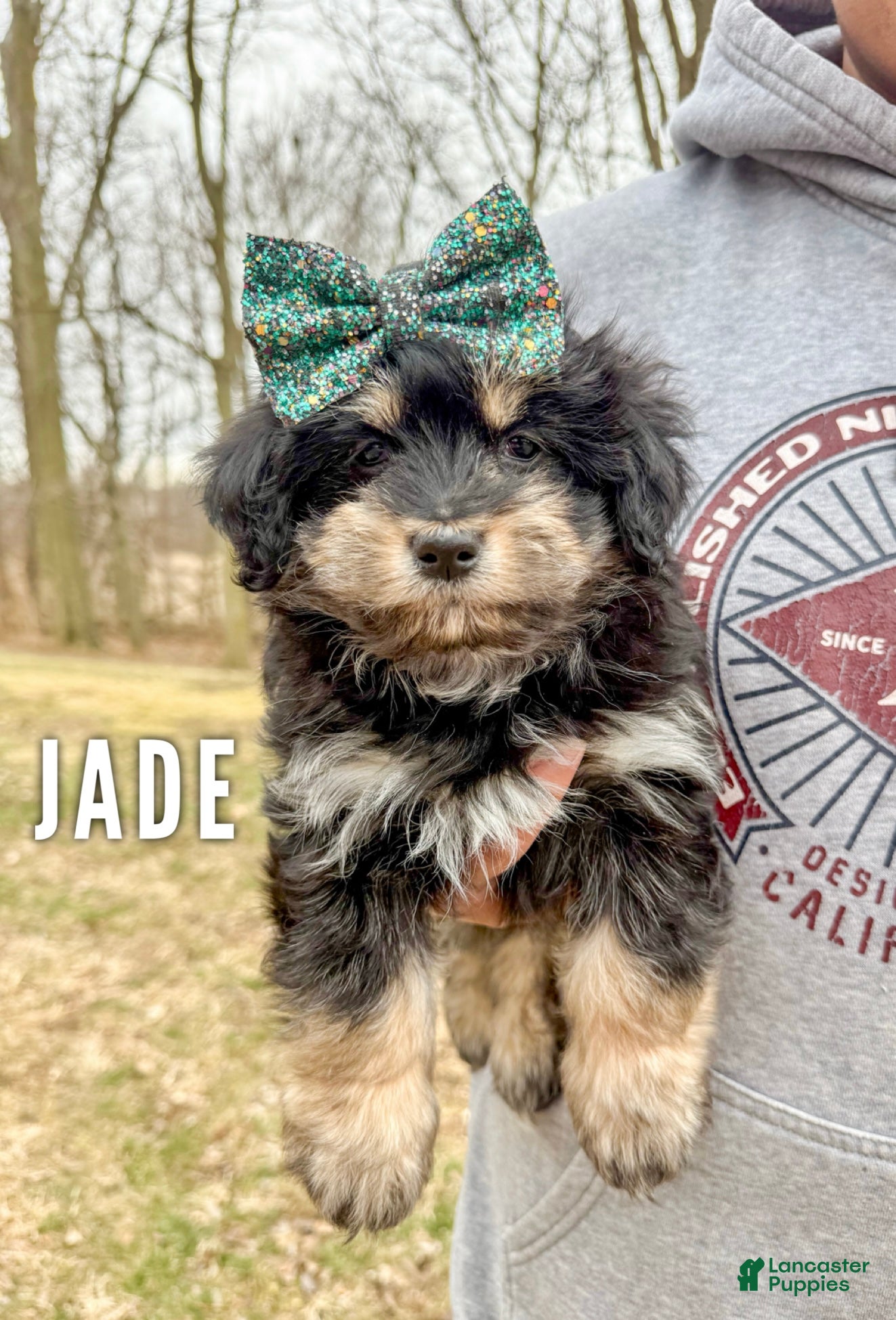 Mini Aussiedoodle dogs Jade - Ad 1