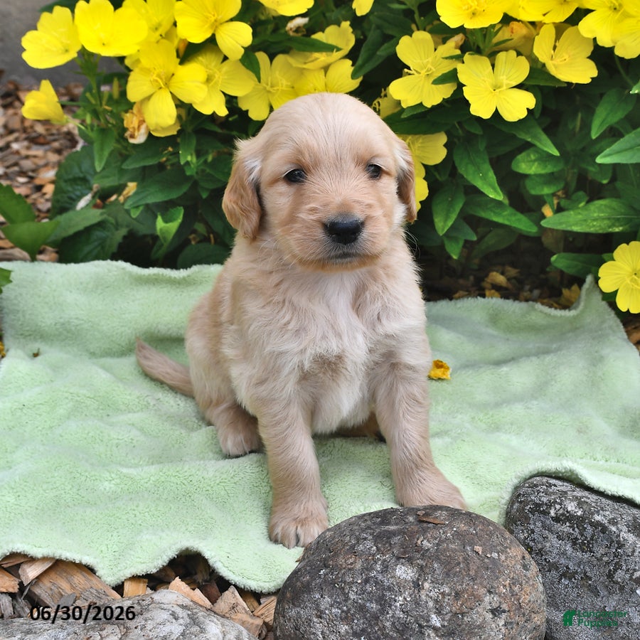 Goldendoodle dogs Elmo - Ad 1