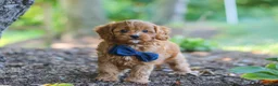 Cavapoo dogs for sale: Kobe - Ad 13