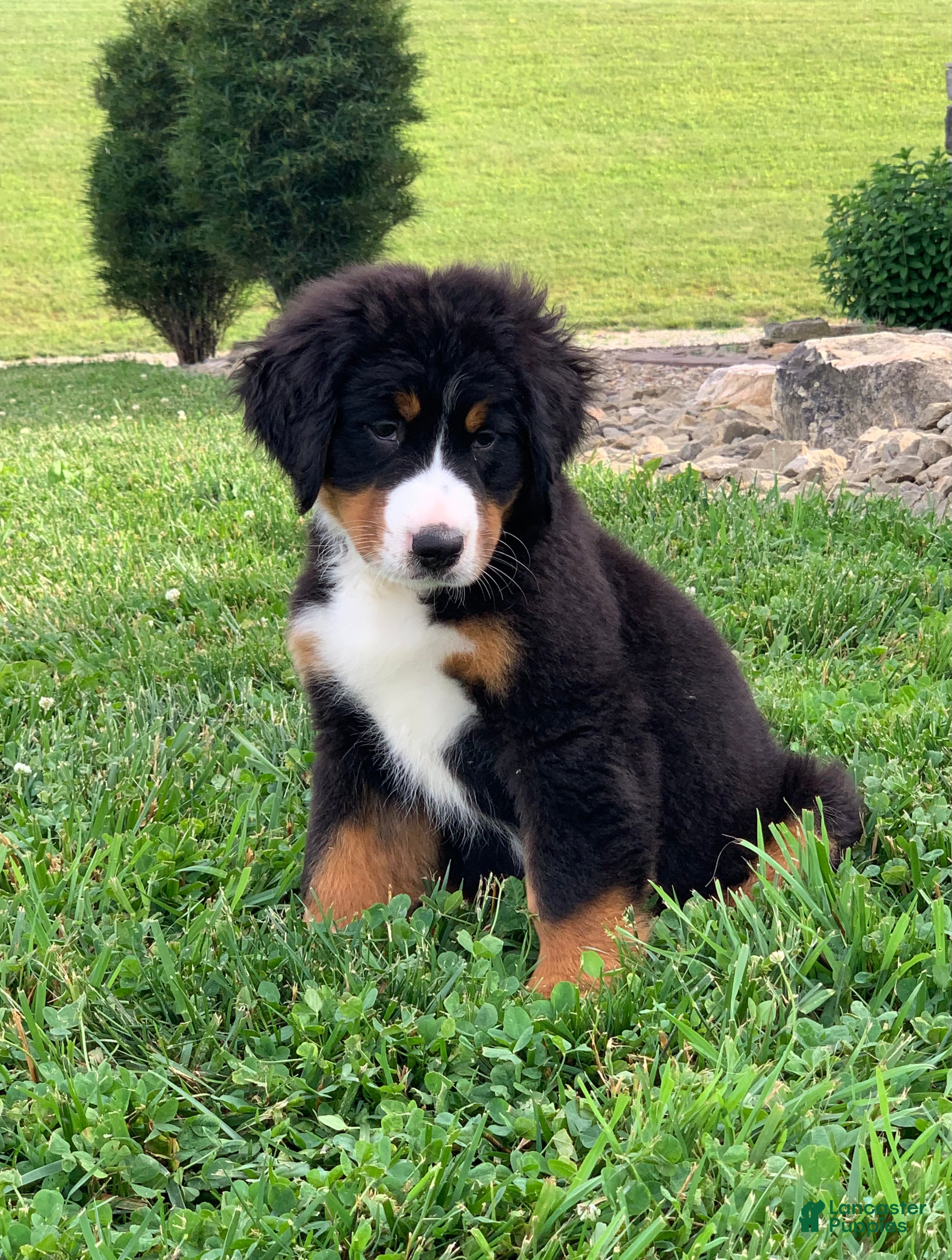 Bernese Mountain Dog dogs Snoopy - Ad 1