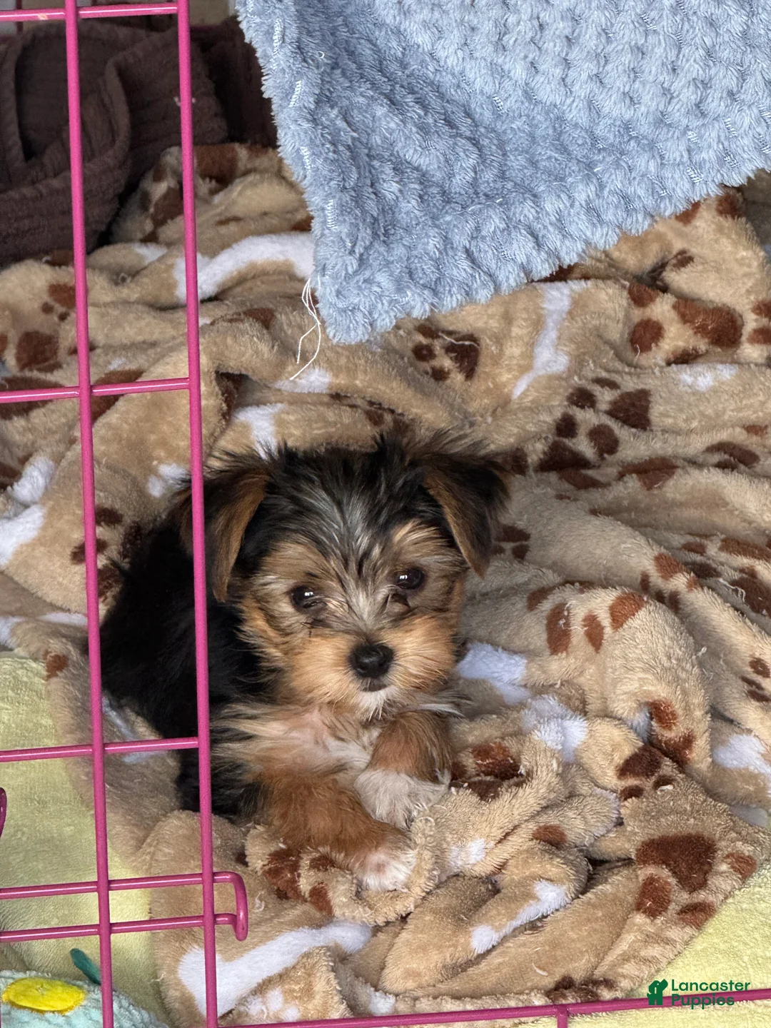 Yorkshire Terrier dogs for sale: Yorkshire Black - Ad 2