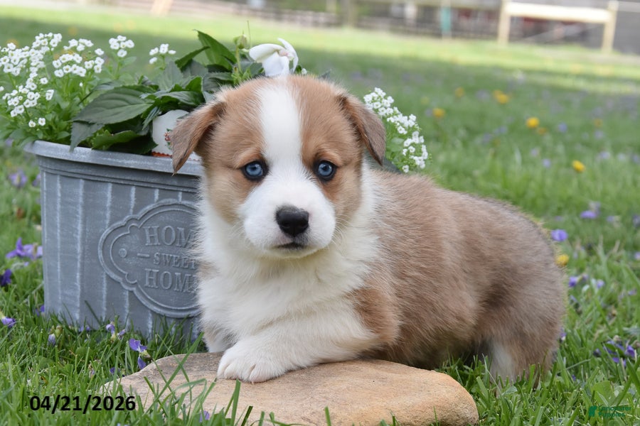 Welsh Corgi Pembroke dogs Magnum - Ad 1