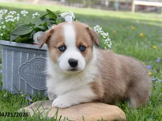 Welsh Corgi Pembroke dogs for sale: Magnum - Ad 4
