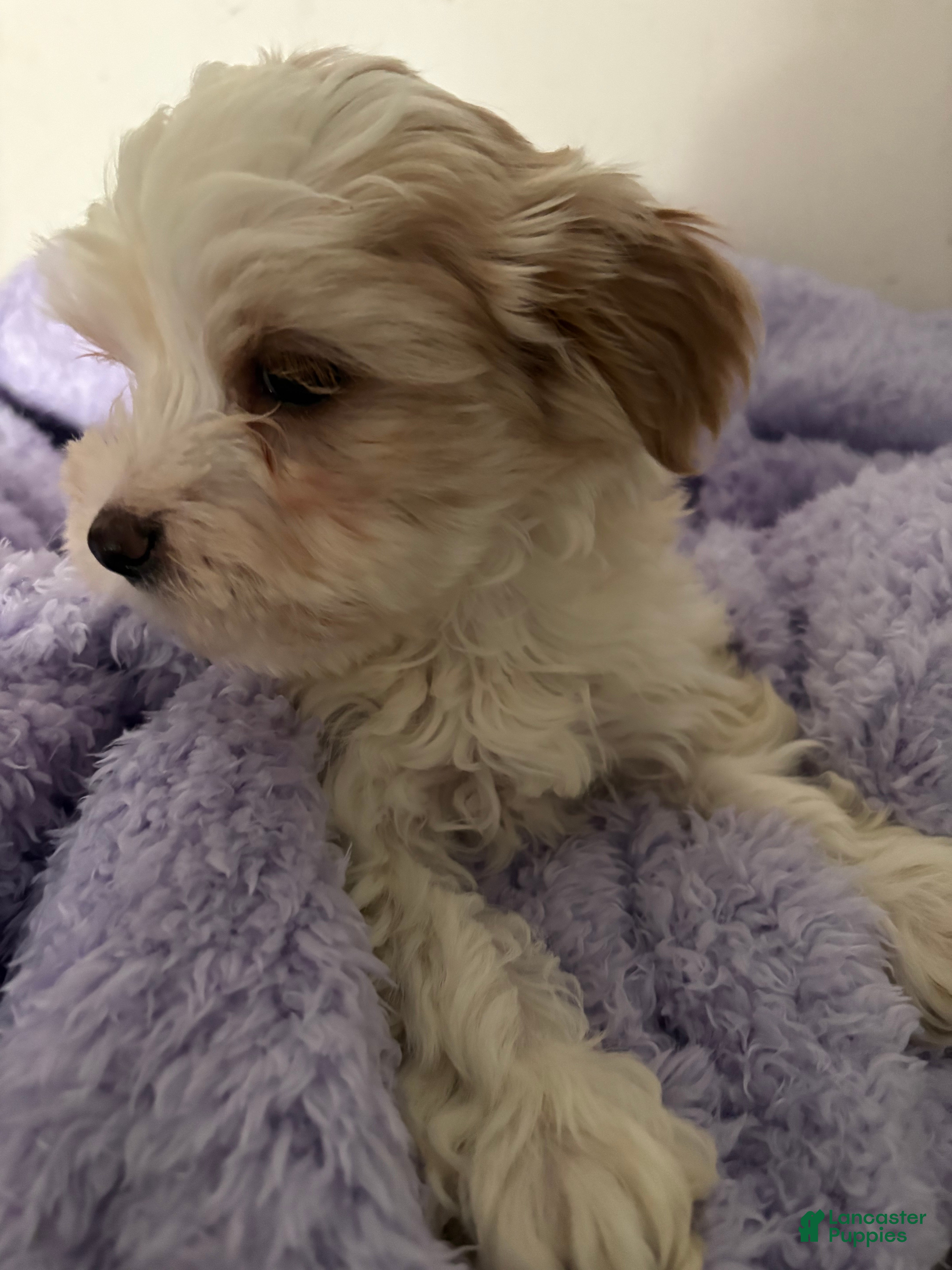 Morkie dogs Riley - Ad 13