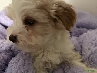 Morkie dogs Riley - Ad 19