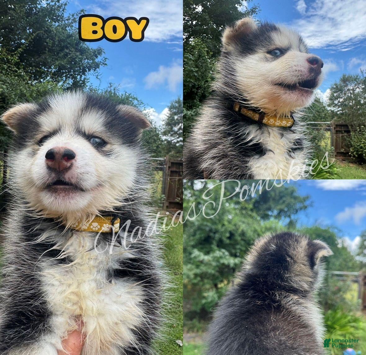 Pomsky dogs Pomsky 3- Boy - Ad 1