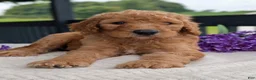 Goldendoodle dogs for sale: Parker - Ad 14