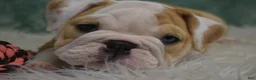 English Bulldog dogs for sale: Maggie - Ad 5