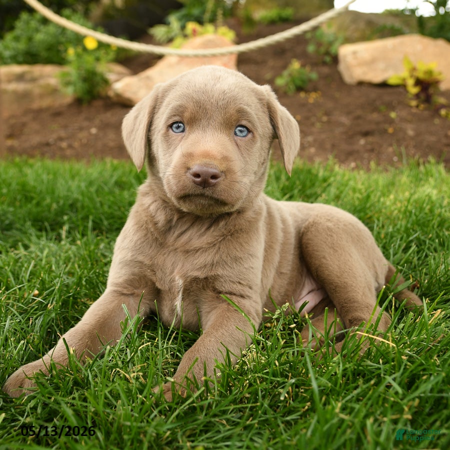 Labrador Retriever dogs Silver - Ad 2