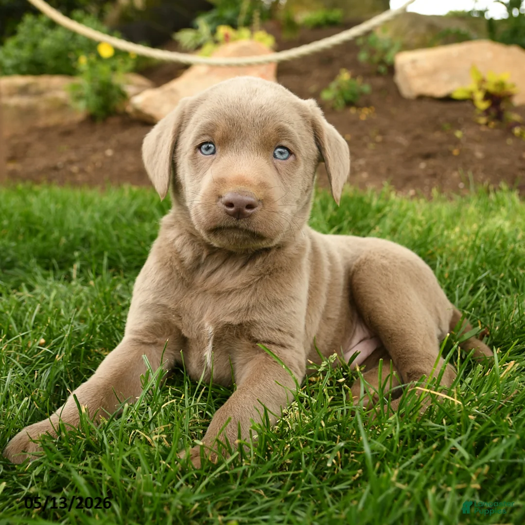 Labrador Retriever dogs for sale: Silver - Ad 2
