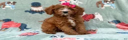 Cavapoo dogs for sale: Buttercup  - Ad 4
