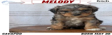 Melody