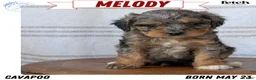 Cavapoo dogs for sale: Melody - Ad 1