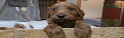 Mini Goldendoodle dogs for sale: Mini Goldendoodle 1 "Cherry" - Ad 12