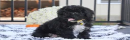 Yorkiepoo dogs for sale: Ranger  - Ad 7