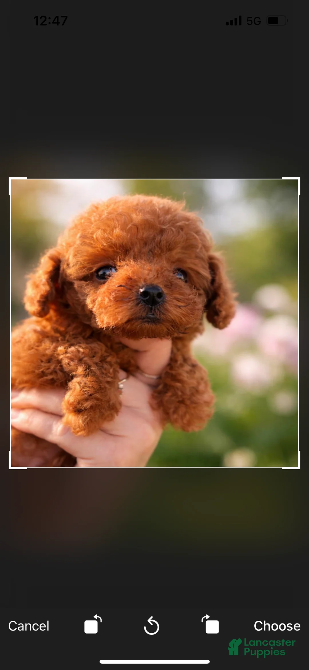 Toy Poodle dogs for sale: Toy Poodle Puppy 4 - Ad 1
