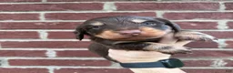 Miniature Dachshund dogs for sale: Ricky  - Ad 1