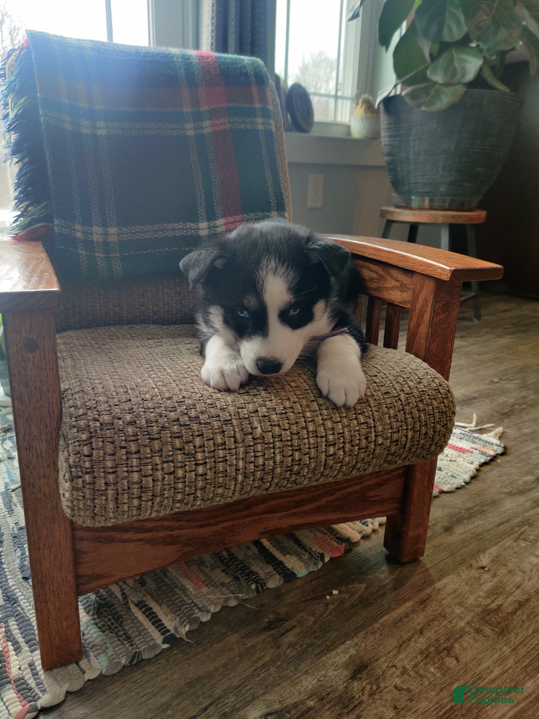 Siberian Husky dogs for sale: Susan - Ad 5