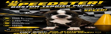 Boston terrier pug Breed 6