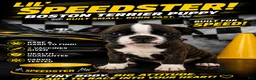 Mixed Breed dogs for sale: Boston terrier pug Breed 6 - Ad 1
